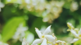 络石花