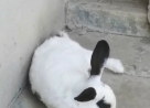 Ѱ