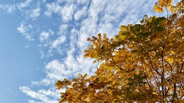 ����ӡ��