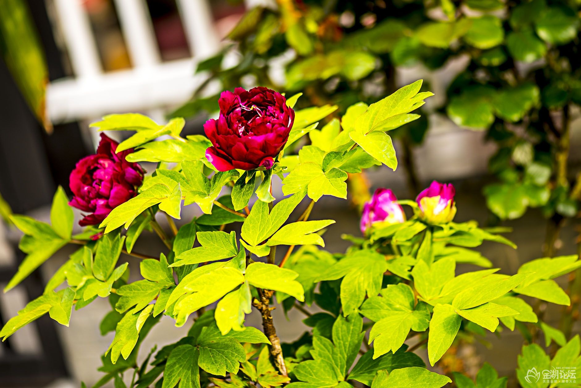 DSC_9819.jpg