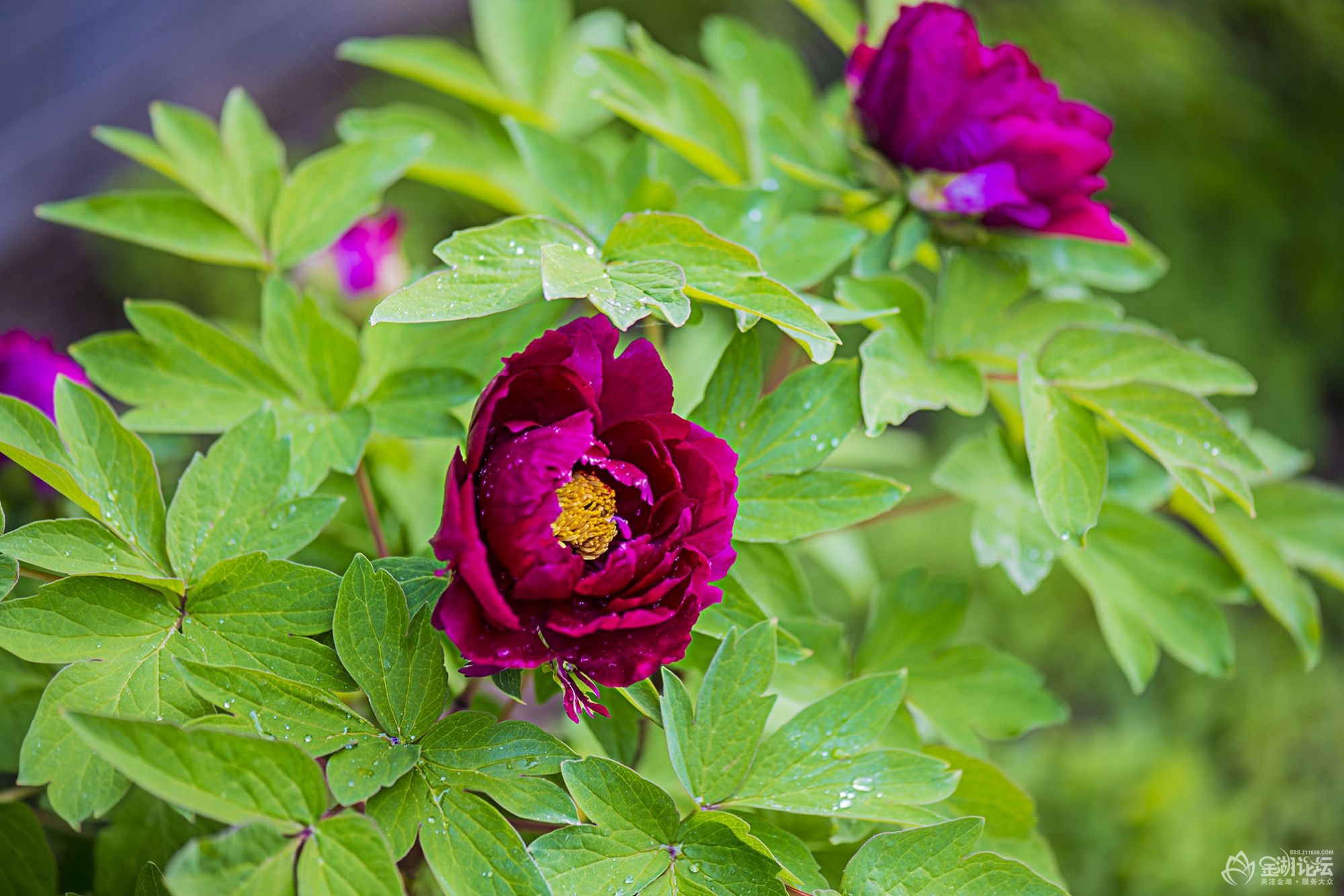 DSC_9823.jpg