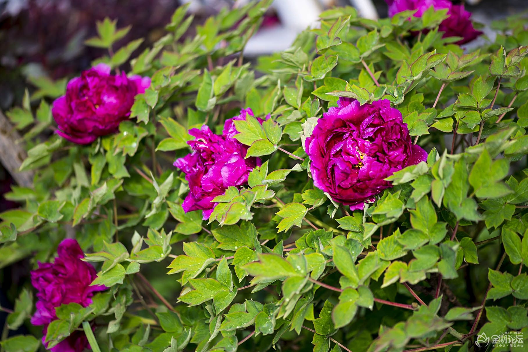 DSC_9832.jpg