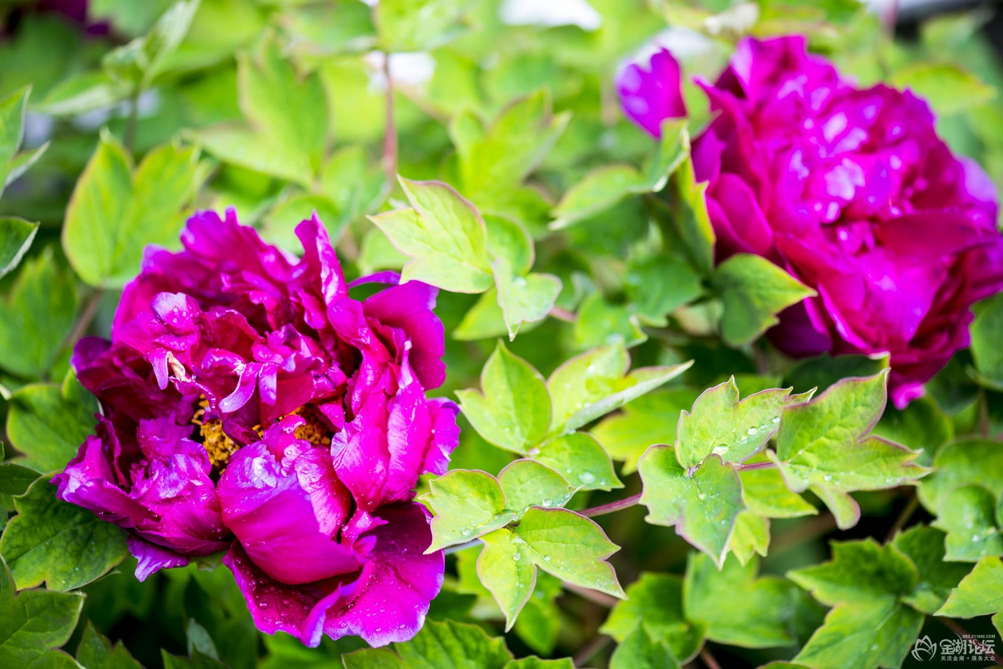 DSC_9838.jpg