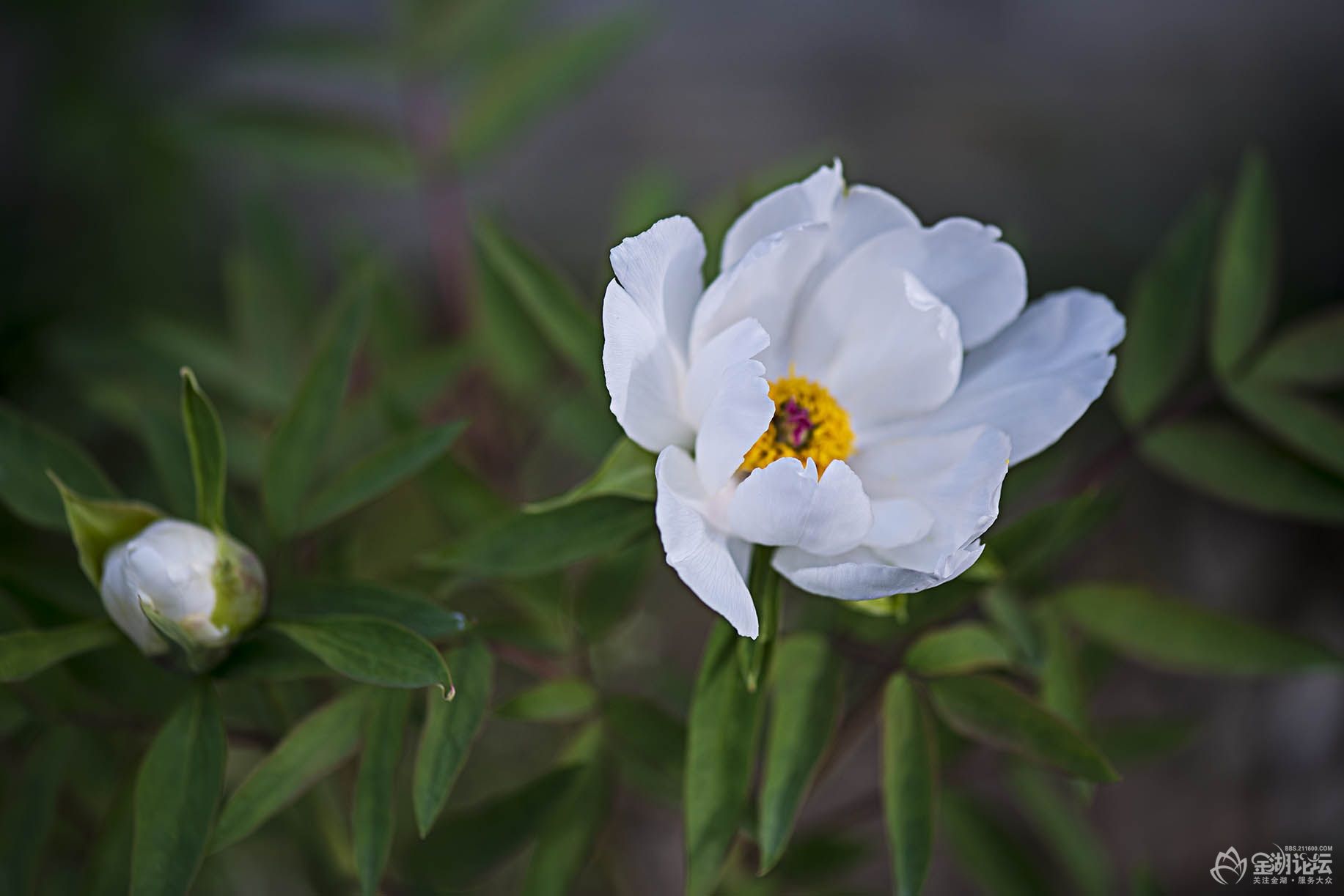 DSC_9839.jpg