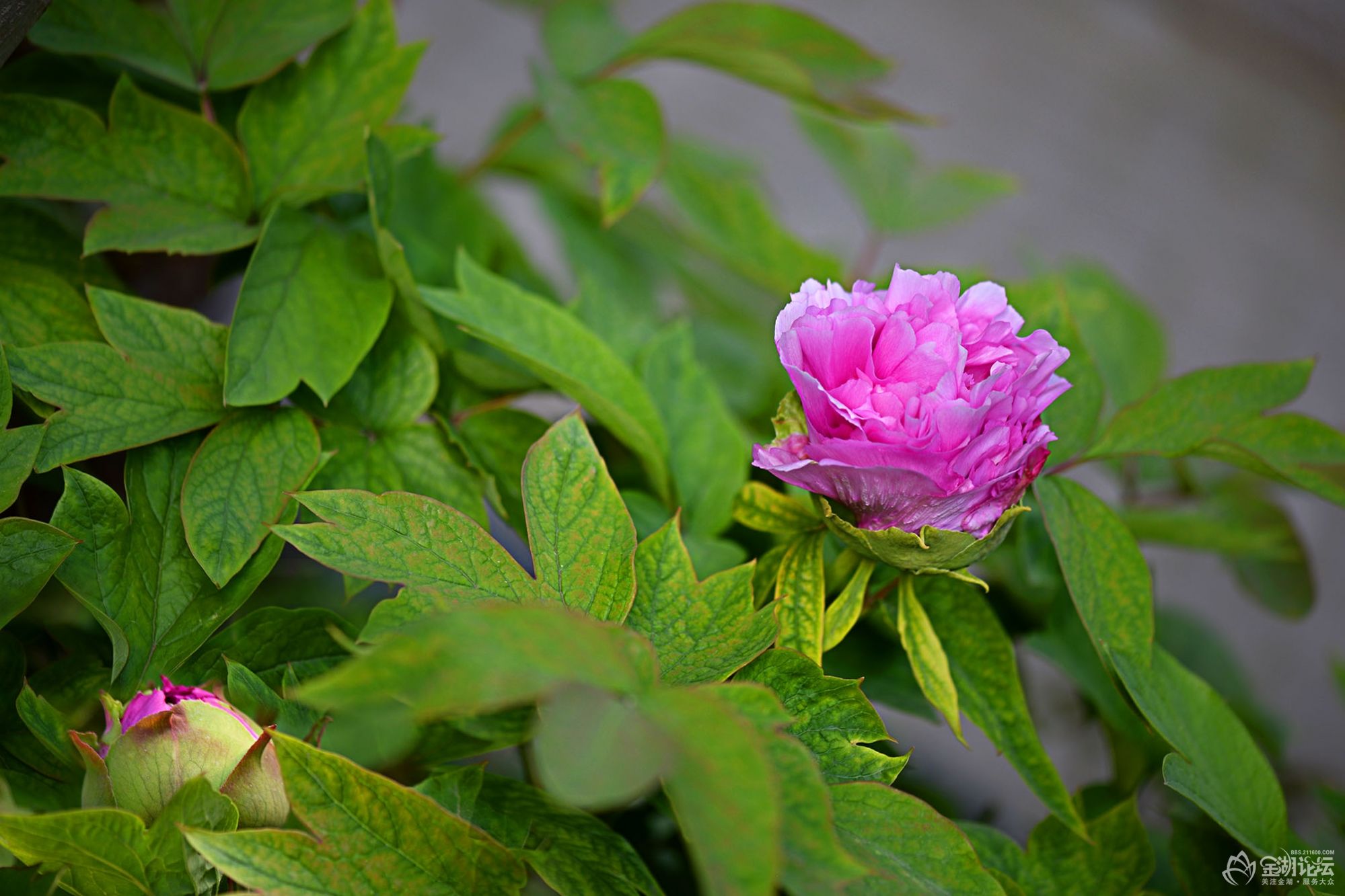 DSC_9858.jpg