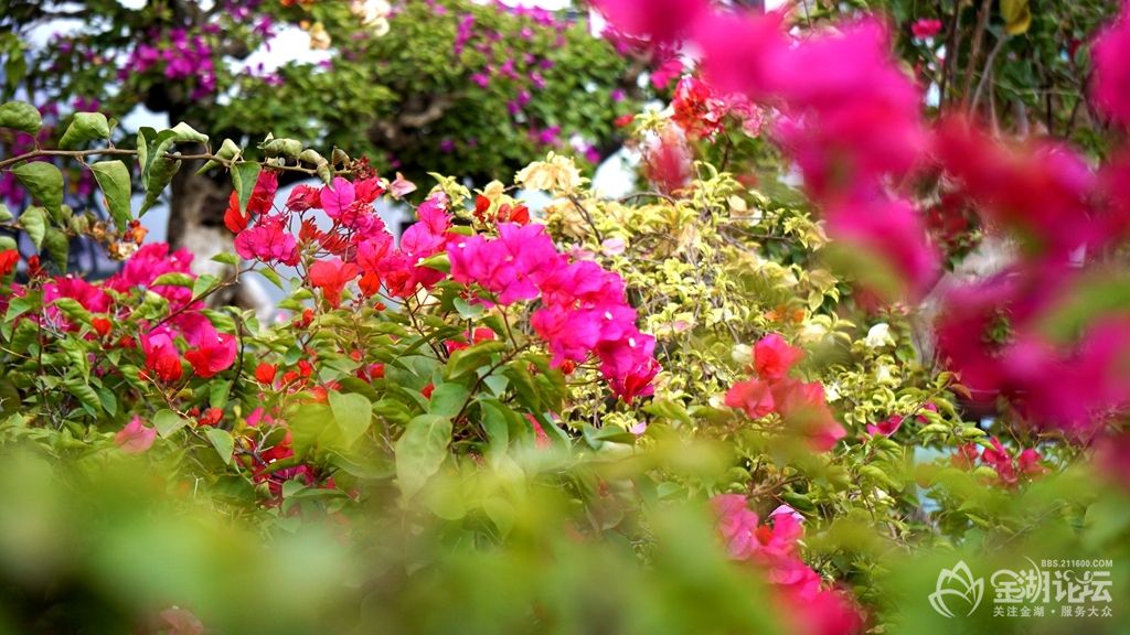 DSC06528_.jpg