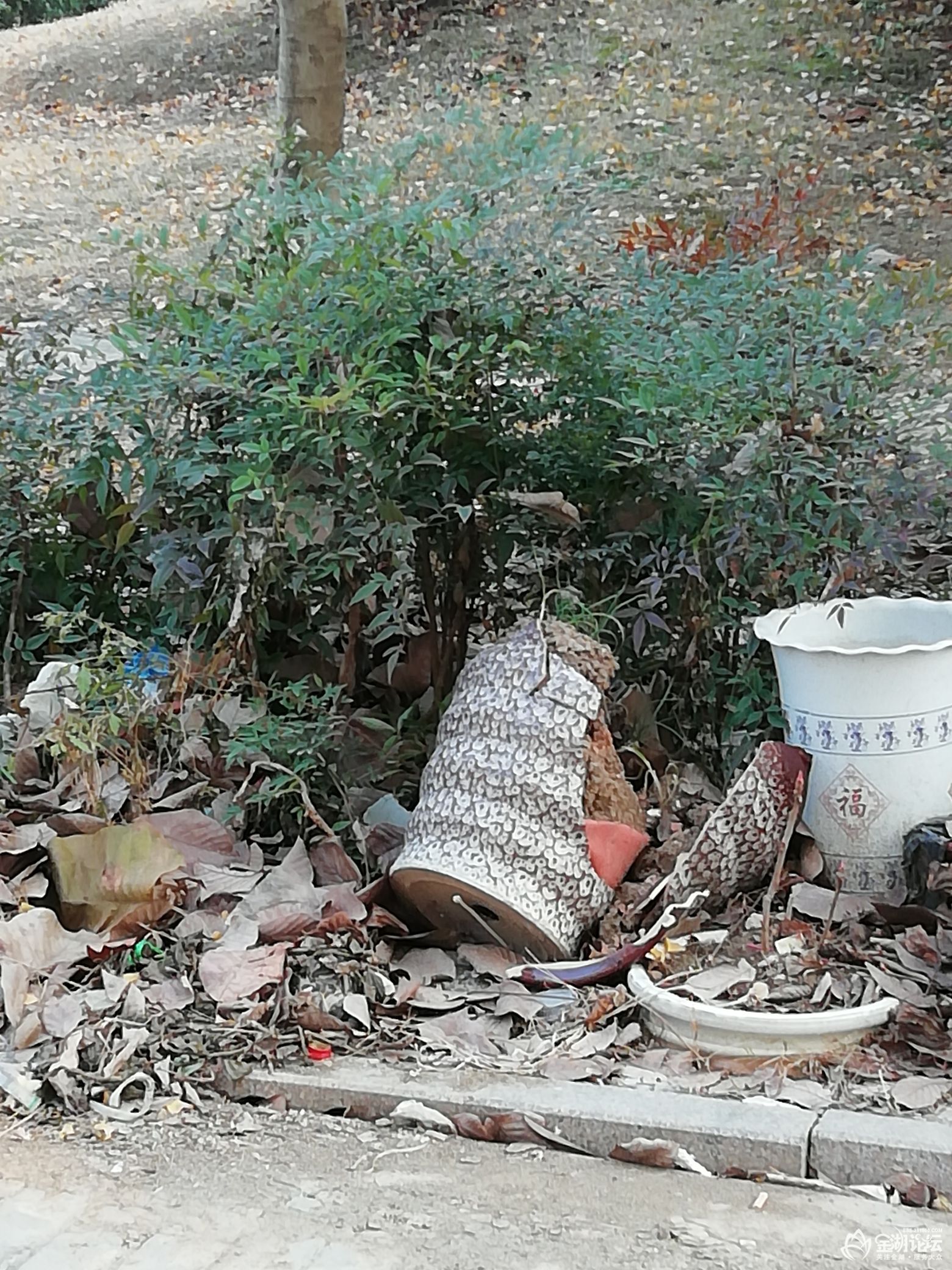 1610078018048316_496.jpg